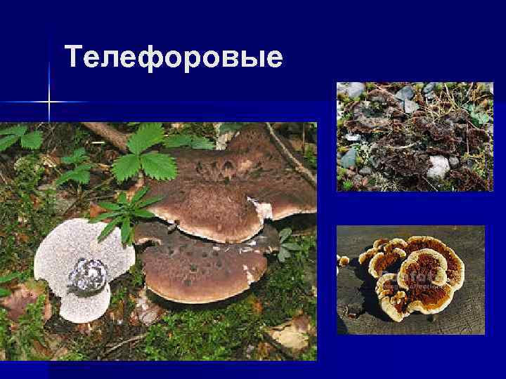 Телефоровые 