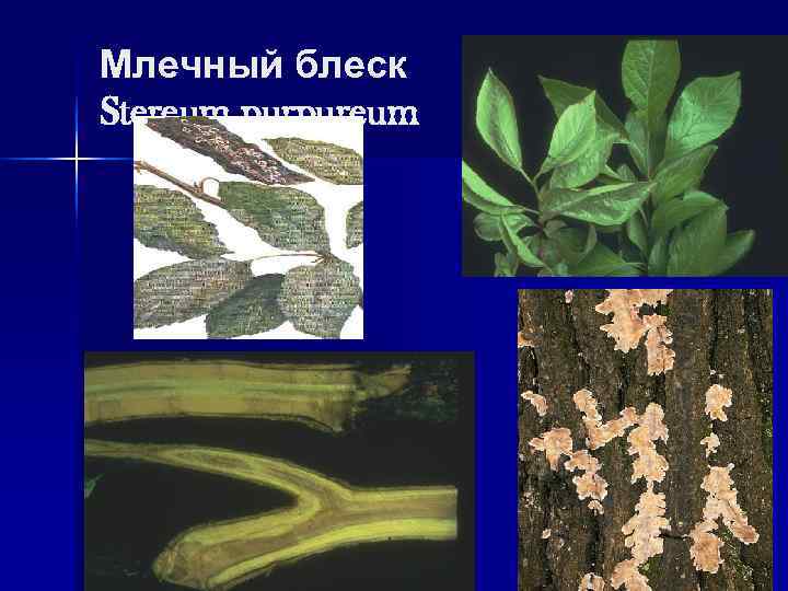 Млечный блеск Stereum purpureum 