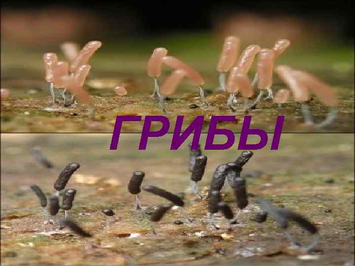 ГРИБЫ 