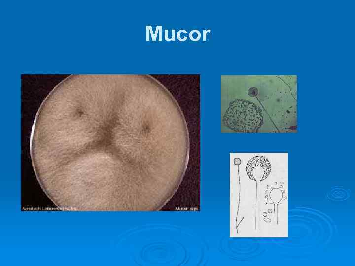 Mucor 