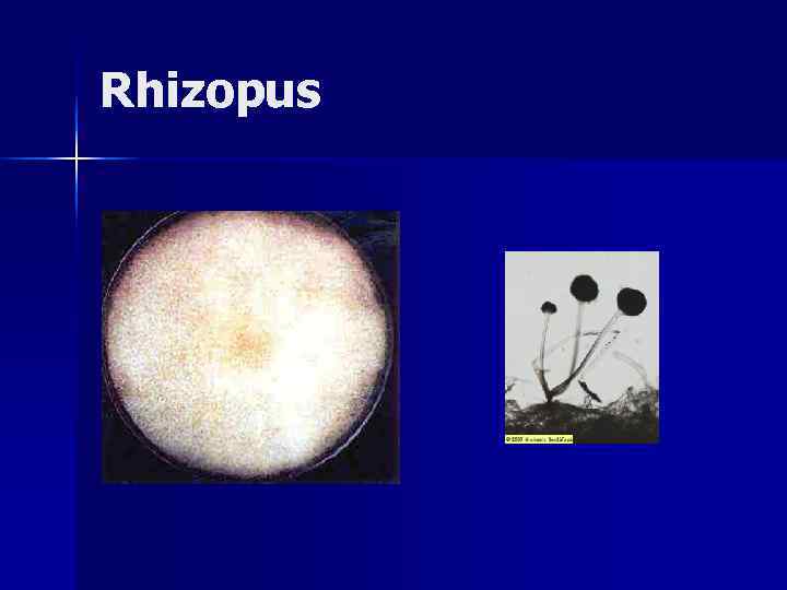 Rhizopus 
