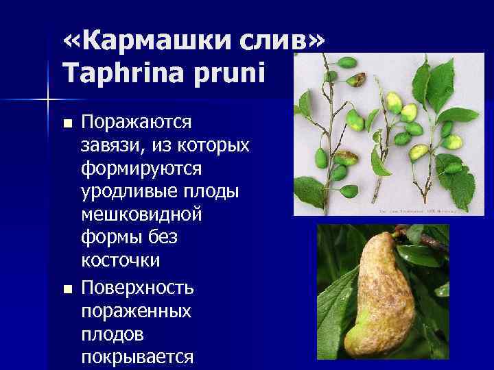  «Кармашки слив» Taphrina pruni n  Поражаются завязи, из которых формируются уродливые плоды