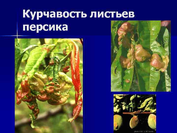 Курчавость листьев персика 