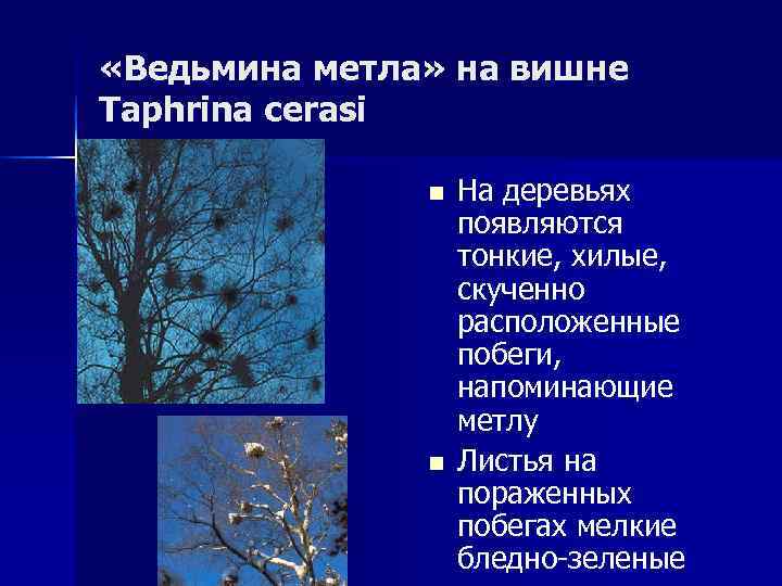  «Ведьмина метла» на вишне Taphrina cerasi   n  На деревьях 