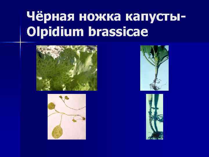 Чёрная ножка капусты- Olpidium brassicae 