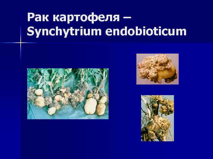 Рак картофеля – Synchytrium endobioticum 