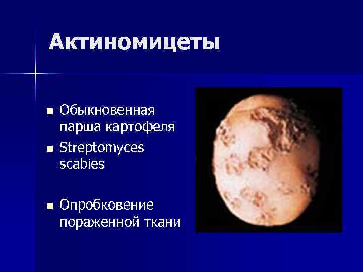 Актиномицеты n  Обыкновенная парша картофеля n  Streptomyces scabies n  Опробковение пораженной