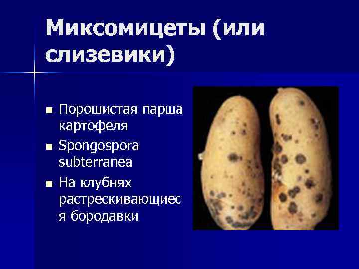 Миксомицеты (или слизевики) n  Порошистая парша картофеля n  Spongospora subterranea n 