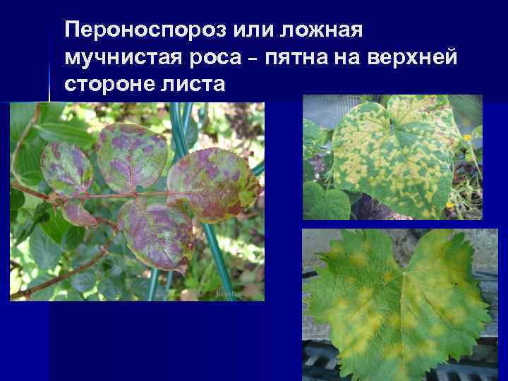 Пероноспороз или ложная мучнистая роса – пятна на верхней стороне листа 