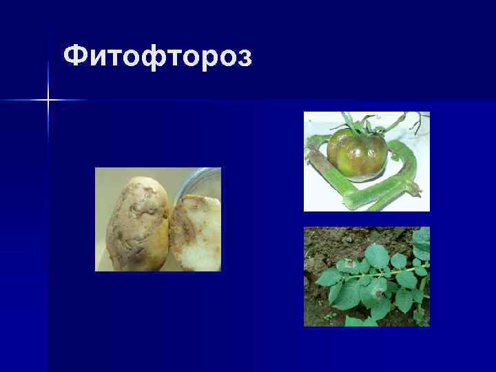 Фитофтороз 