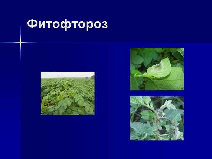 Фитофтороз 