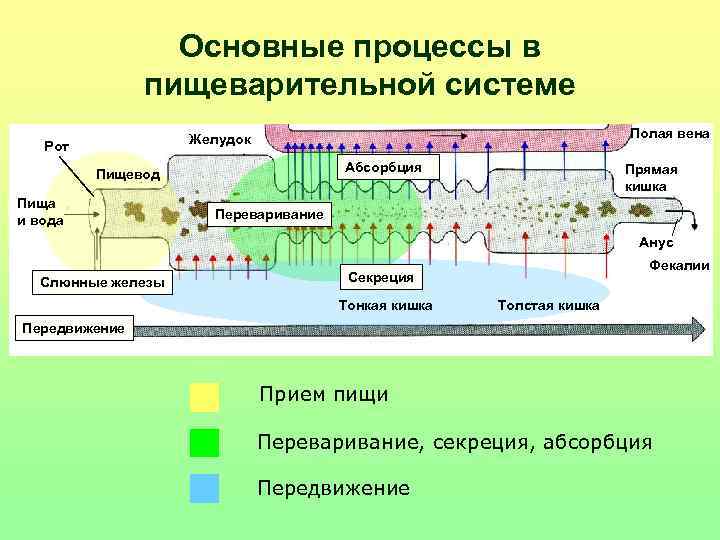 Основные процессы в пищеварительной системе Основные процессы в пищеварительной системе