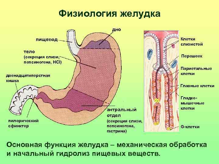 Физиология желудка презентация