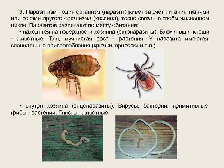 Какие организмы называют хозяевами биология 5. Что такое паразитизм в биологии 5 класс. Обитающие в телах других организмов.