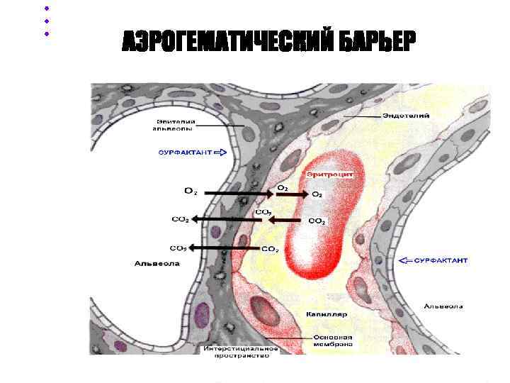 АЭРОГЕМАТИЧЕСКИЙ БАРЬЕР 