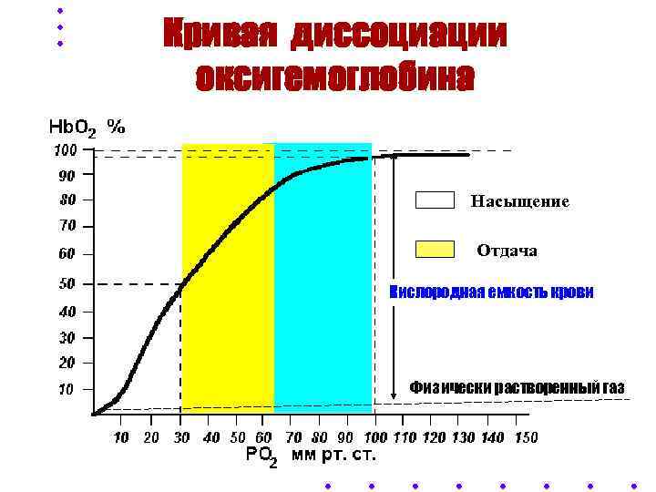 Кривая диссоциации  оксигемоглобина    Насыщение    Отдача  