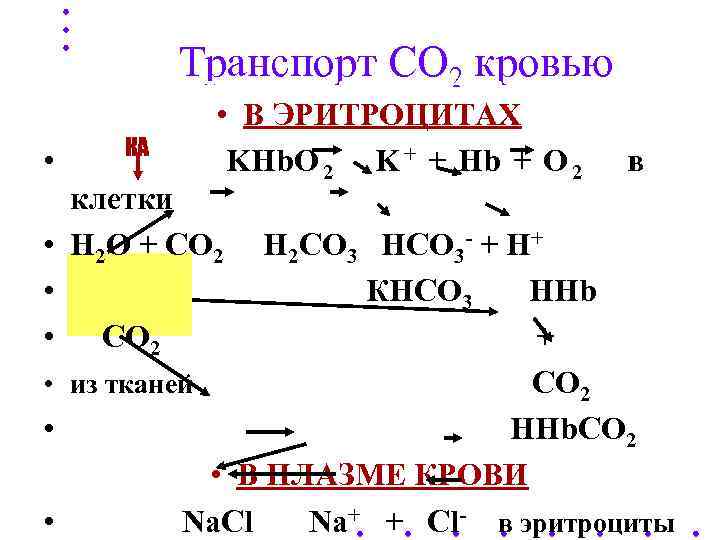    Транспорт СО 2 кровью   • В ЭРИТРОЦИТАХ КА •