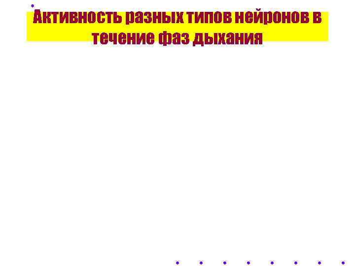 Активность разных типов нейронов в  течение фаз дыхания 