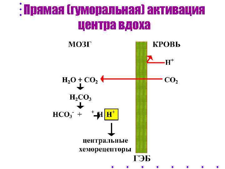   Прямая (гуморальная) активация   центра вдоха  Карбангидраза 