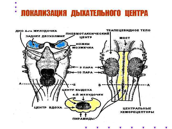 ЛОКАЛИЗАЦИЯ ДЫХАТЕЛЬНОГО ЦЕНТРА 
