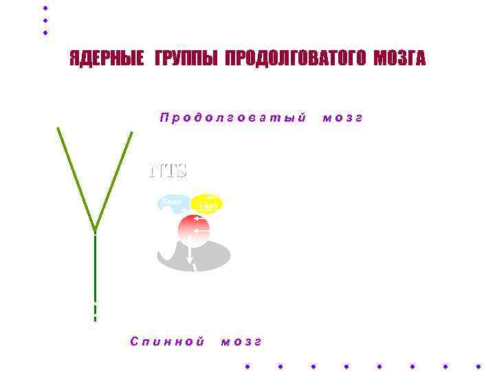   ЯДЕРНЫЕ ГРУППЫ ПРОДОЛГОВАТОГО МОЗГА   к вышележащим структурам   