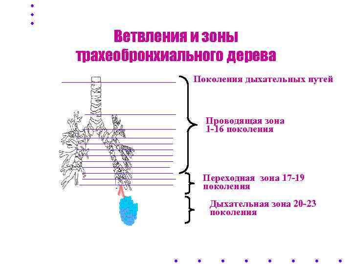  Ветвления и зоны трахеобронхиального дерева    Поколения дыхательных путей  