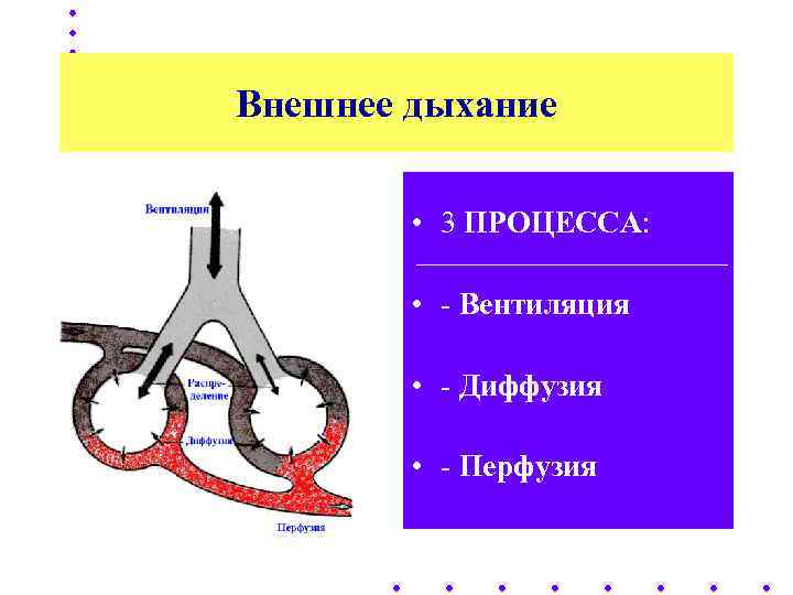 Внешнее дыхание  • 3 ПРОЦЕССА:  • - Вентиляция  • - Диффузия