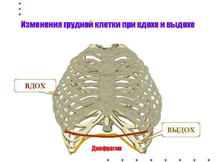Изменения грудной клетки при вдохе и выдохе ВДОХ      