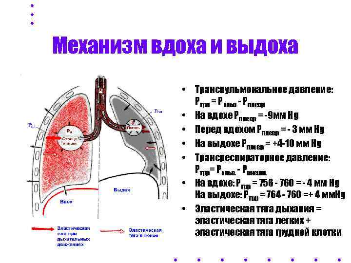 Механизм вдоха и выдоха   • Транспульмональное давление:    Ртрп =