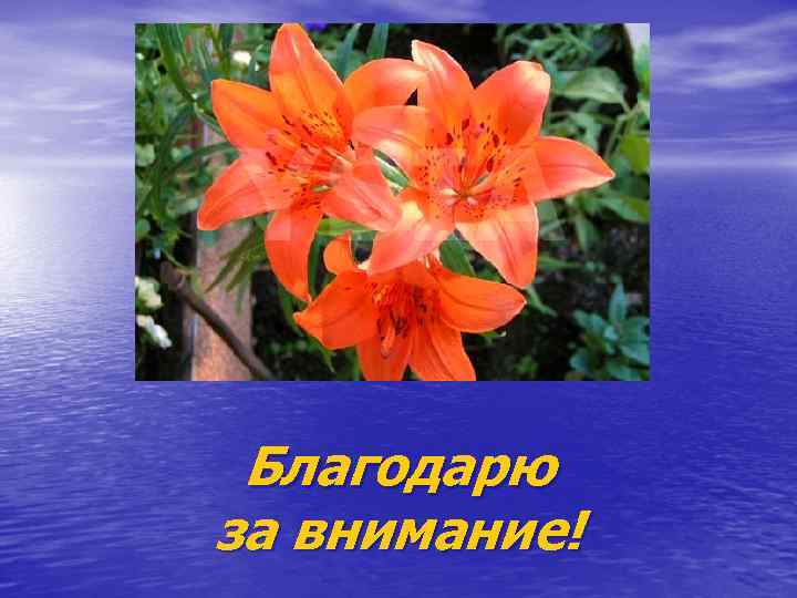  Благодарю за внимание! 