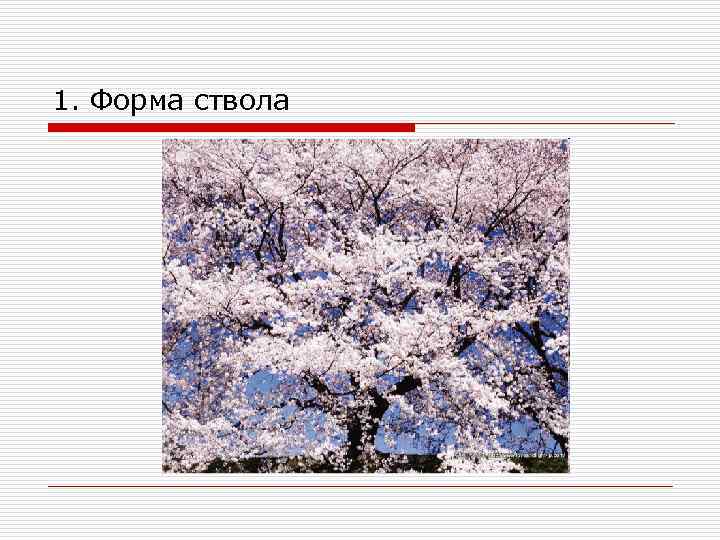 1. Форма ствола 