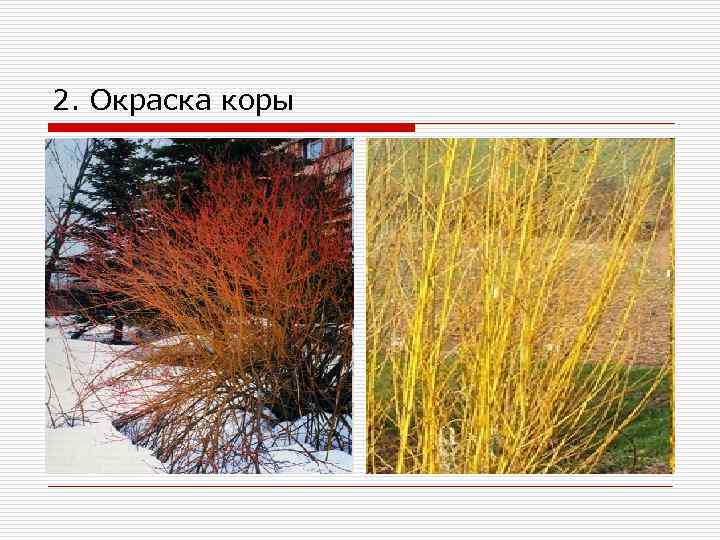 2. Окраска коры 