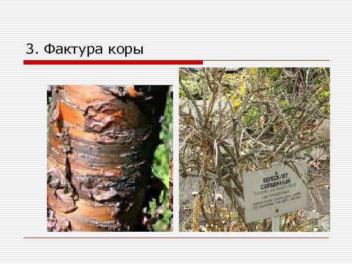 3. Фактура коры 