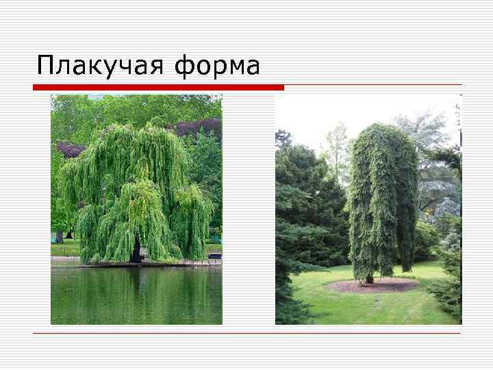 Плакучая форма 