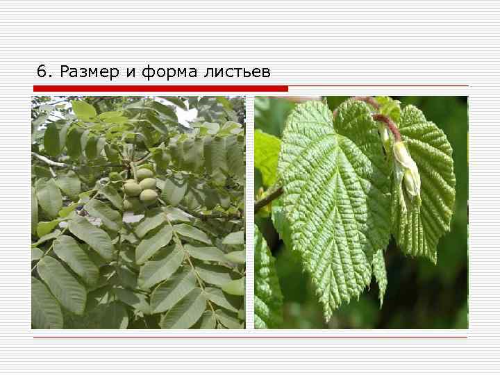 6. Размер и форма листьев 