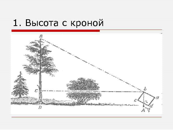 Декоративные качества кроны презентация