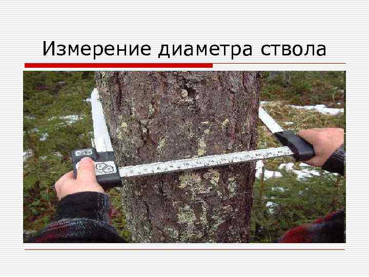 Ствола на высоте 1 3. Измерение диаметра дерева. Измерение диаметра ствола дерева. Измерение диаметра ствола срубленного дерева. Диаметр ствола дерева.