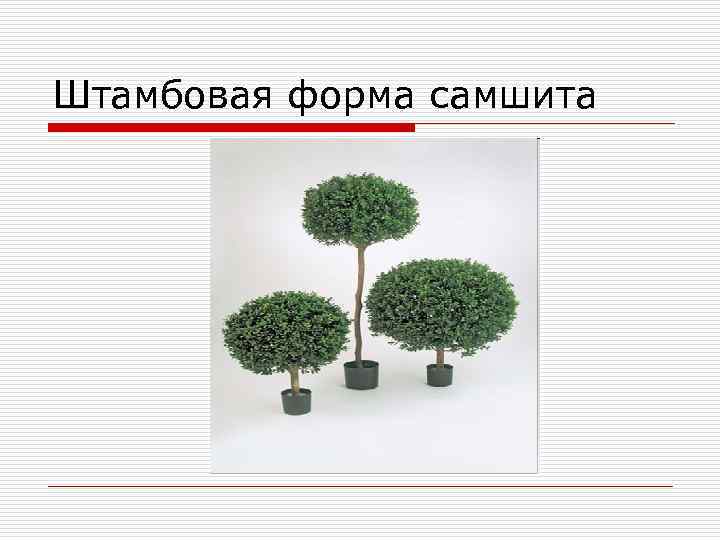 Штамбовая форма самшита 