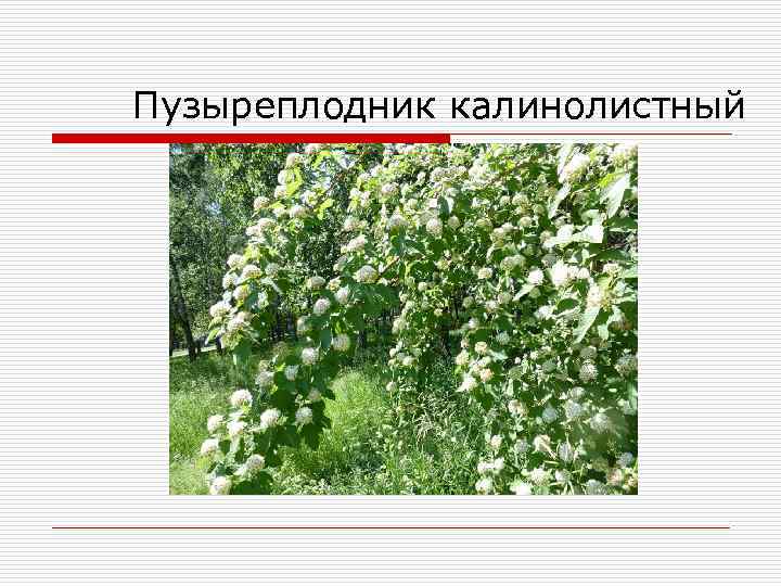 Пузыреплодник калинолистный 