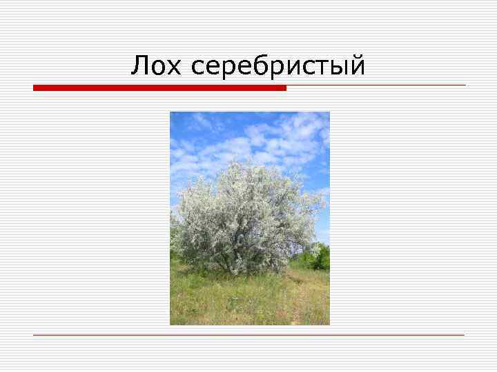 Лох серебристый 