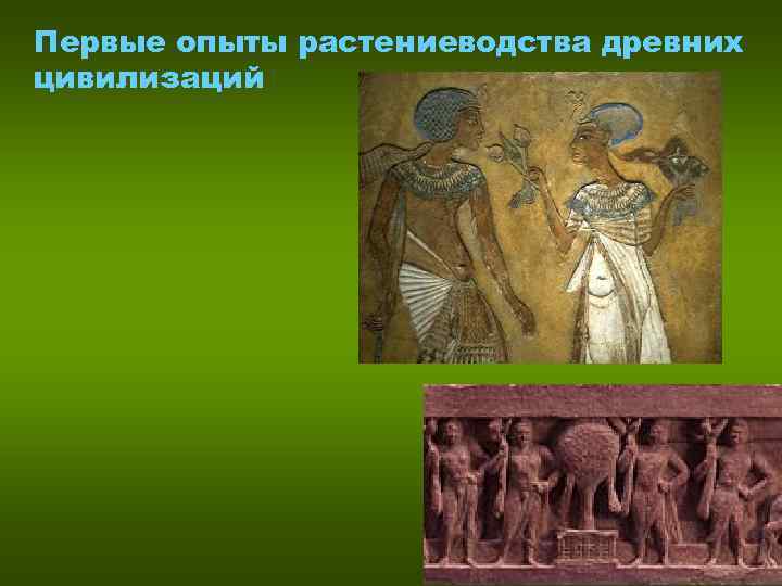 Первые опыты растениеводства древних цивилизаций Первые опыты растениеводства древних цивилизаций