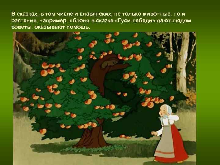 В сказках, в том числе и славянских, не только животные, но и растения, например, В сказках, в том числе и славянских, не только животные, но и растения, например,