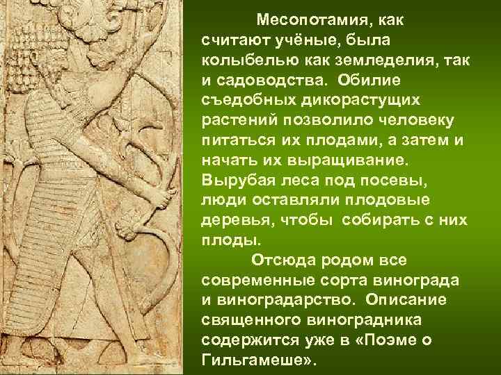 Месопотамия, как считают учёные, была колыбелью как земледелия, так и садоводства. Месопотамия, как считают учёные, была колыбелью как земледелия, так и садоводства.