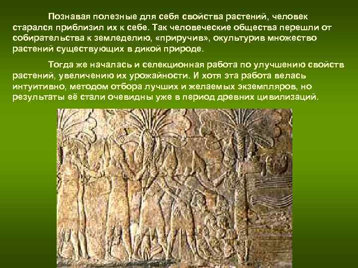 Познавая полезные для себя свойства растений, человек старался приблизил их к Познавая полезные для себя свойства растений, человек старался приблизил их к