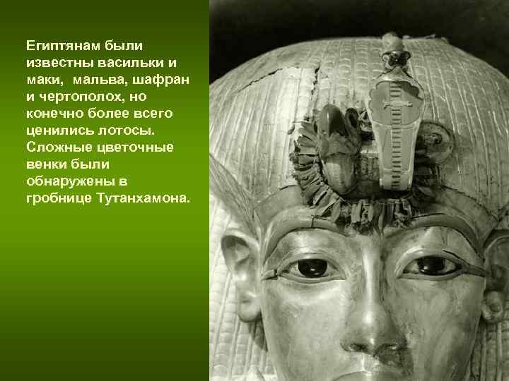 Египтянам были известны васильки и маки, мальва, шафран и чертополох, но конечно более Египтянам были известны васильки и маки, мальва, шафран и чертополох, но конечно более