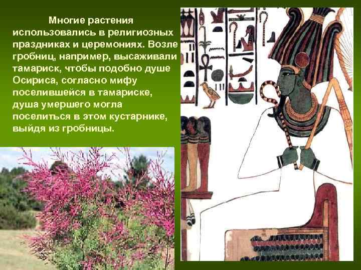 Многие растения использовались в религиозных праздниках и церемониях. Возле гробниц, например, высаживали тамариск, Многие растения использовались в религиозных праздниках и церемониях. Возле гробниц, например, высаживали тамариск,