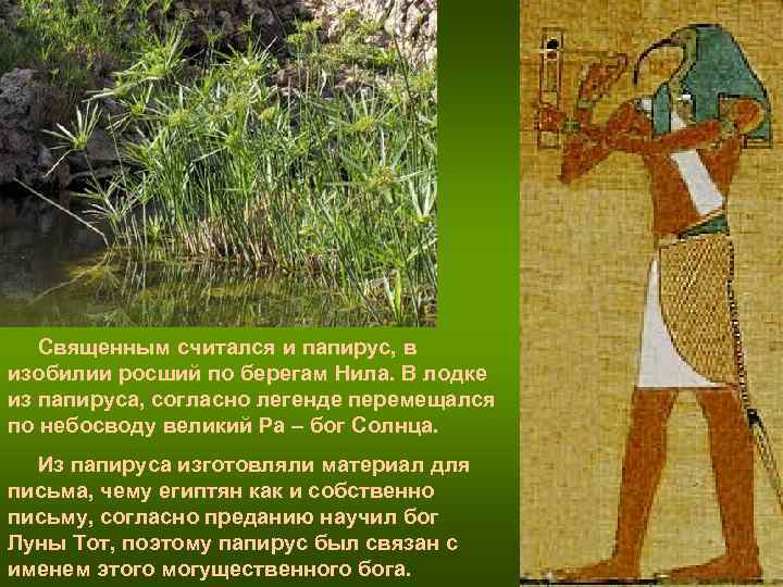 Священным считался и папирус, в изобилии росший по берегам Нила. В лодке из Священным считался и папирус, в изобилии росший по берегам Нила. В лодке из