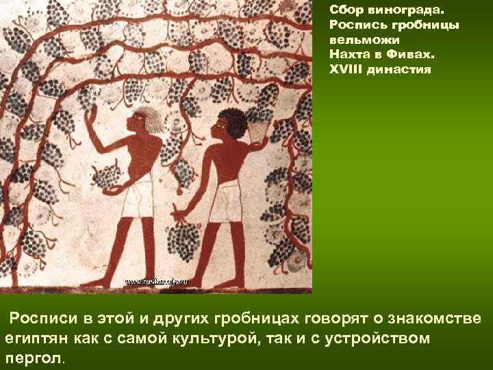 Сбор винограда. Роспись гробницы Сбор винограда. Роспись гробницы