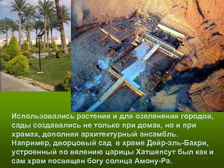 Использовались растения и для озеленения городов, сады создавались не только при домах, но Использовались растения и для озеленения городов, сады создавались не только при домах, но