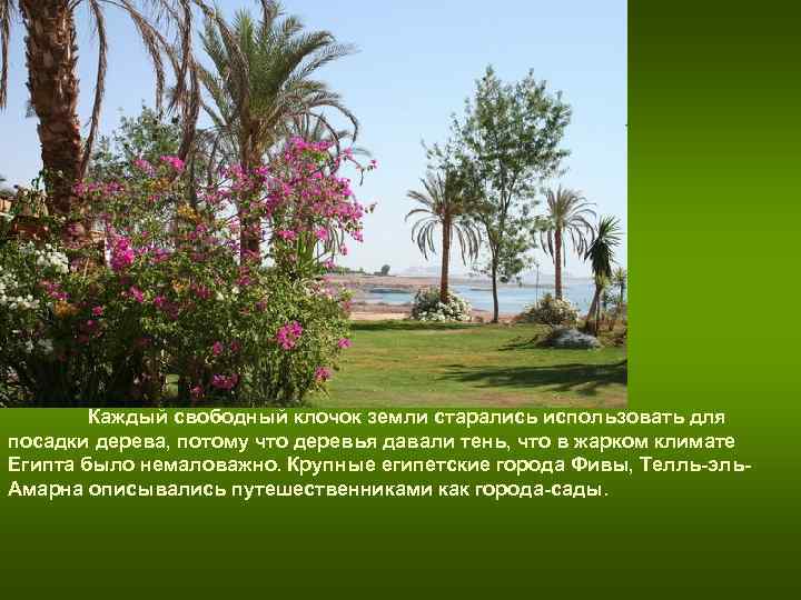 Каждый свободный клочок земли старались использовать для посадки дерева, потому что деревья Каждый свободный клочок земли старались использовать для посадки дерева, потому что деревья